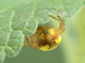 P1010150 abdomen of a pretty sixspotted orbweaver spider, Araniella displicata, Deas Island, BC cECP 2020