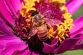 Posterior view of a European Honey Bee (Apis mellifera) pollinating a pink zinnia flower.