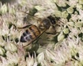 Posterior view of a European Honey Bee (Apis mellifera) pollinating white sedum flowers. NY, USA
