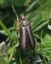 Posterior view of a gray Lytta Blister Beetle crawling up blades of green grass.