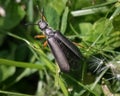 Posterior view of a gray Lytta Blister Beetle crawling up blades of green grass.