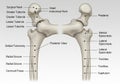 Posterior view of the human humerus Royalty Free Stock Photo