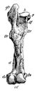 Posterior View of Left Femur of Horse, vintage illustration