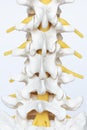 Posterior view of lumbar spine model