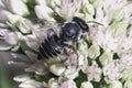 Posterior view of a Megachile Leafcutter Bee pollinating white sedum flowers. Long Island, New York