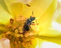 Posterior view of a Small Carpenter Bee (Ceratina sp) pollinating a yellow rose flower.