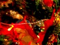 Posterized Santa and redish light on Christmas tree