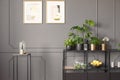 Posters on grey wall with molding in flat interior with plants o