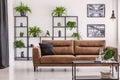 Posters and plants on white wall in living room interior with leather sofa with black cushion. Real photo