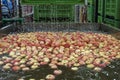 Postharvest Apple Processing Plant