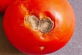 Roted tomato by a plant pathogen Royalty Free Stock Photo