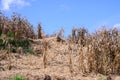 Postharvest dried corn field with blue sky