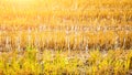 Postharvest field