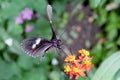 Postman Butterfly Royalty Free Stock Photo