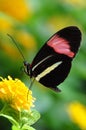 Postman Butterfly,aka,Heliconius melpomene Royalty Free Stock Photo