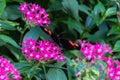 Postman butterfly feeding on pentas lanceolata flower