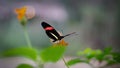 postman butterfly on a flower Royalty Free Stock Photo