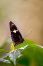 Postman butterfly in a garden Royalty Free Stock Photo