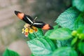 Postman butterfly (Heliconius melpomene tomate) Royalty Free Stock Photo