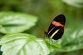 Postman Butterfly Royalty Free Stock Photo