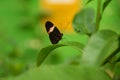 Postman Butterfly Royalty Free Stock Photo