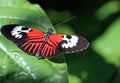 Postman Butterfly on leaf Royalty Free Stock Photo