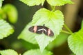 Postman butterfly Royalty Free Stock Photo