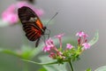 Postman butterfly nectaring on a pink flower with blur background Royalty Free Stock Photo