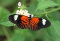 Postman Butterfly Royalty Free Stock Photo