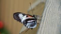 Postman butterfly side view with closed wings - black white and red colors