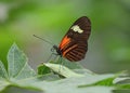 Postman Butterfly Royalty Free Stock Photo