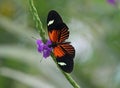 Postman Butterfly Royalty Free Stock Photo