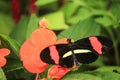 Postman Butterfly with wide wings sitting on green leaves