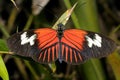 Postman, heliconius melpomene madiera