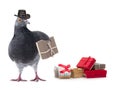 Postmaster gray pigeon isolated Royalty Free Stock Photo
