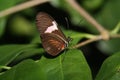 Postmen butterfly Royalty Free Stock Photo