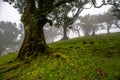 Posto Florestal Fanal on foggy day