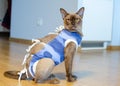 Postoperative bandage on a burmese cat.Post-operative Care