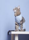 Postoperative bandage on a cat. Care of a pet after castration, Royalty Free Stock Photo