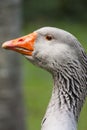 Postrait of goose