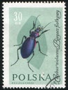 Poststamp insect