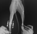 Postsurgical x-ray image shows an osteosynthesis of leg cat`s through a gamma nail.