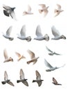 The Posture Of Pigeon Flight