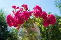 Posy with pink bush roses, in a glass vase, blurry garden background