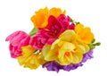 Posy of spring flowers Royalty Free Stock Photo