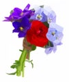 Posy of violets, pansies and ranunculus Royalty Free Stock Photo