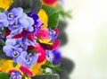 Posy of violets, pansies and ranunculus Royalty Free Stock Photo