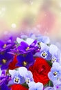 Posy of violets, pansies and ranunculus Royalty Free Stock Photo