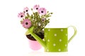 Pot With African Daisies And Watering Can Royalty Free Stock Photo