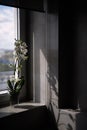 Pot of archidea stands on window, gray walls in tiles, flower shadows on wall